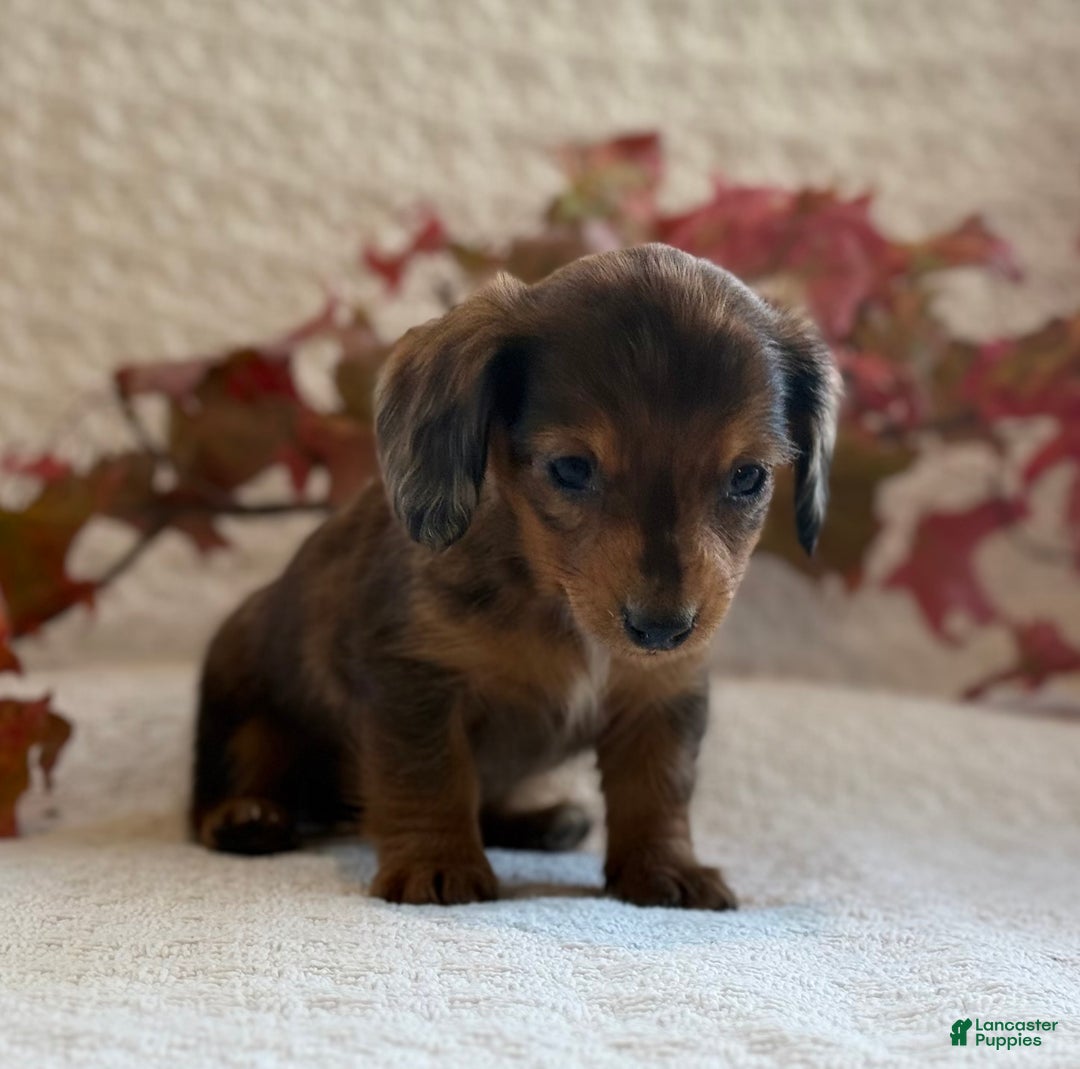 Miniature Dachshund dogs for sale: Mini - Ad 5