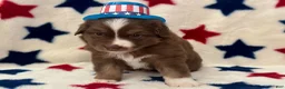 Australian Shepherd dogs for sale: Australian Shepherd 1 - Ad 5