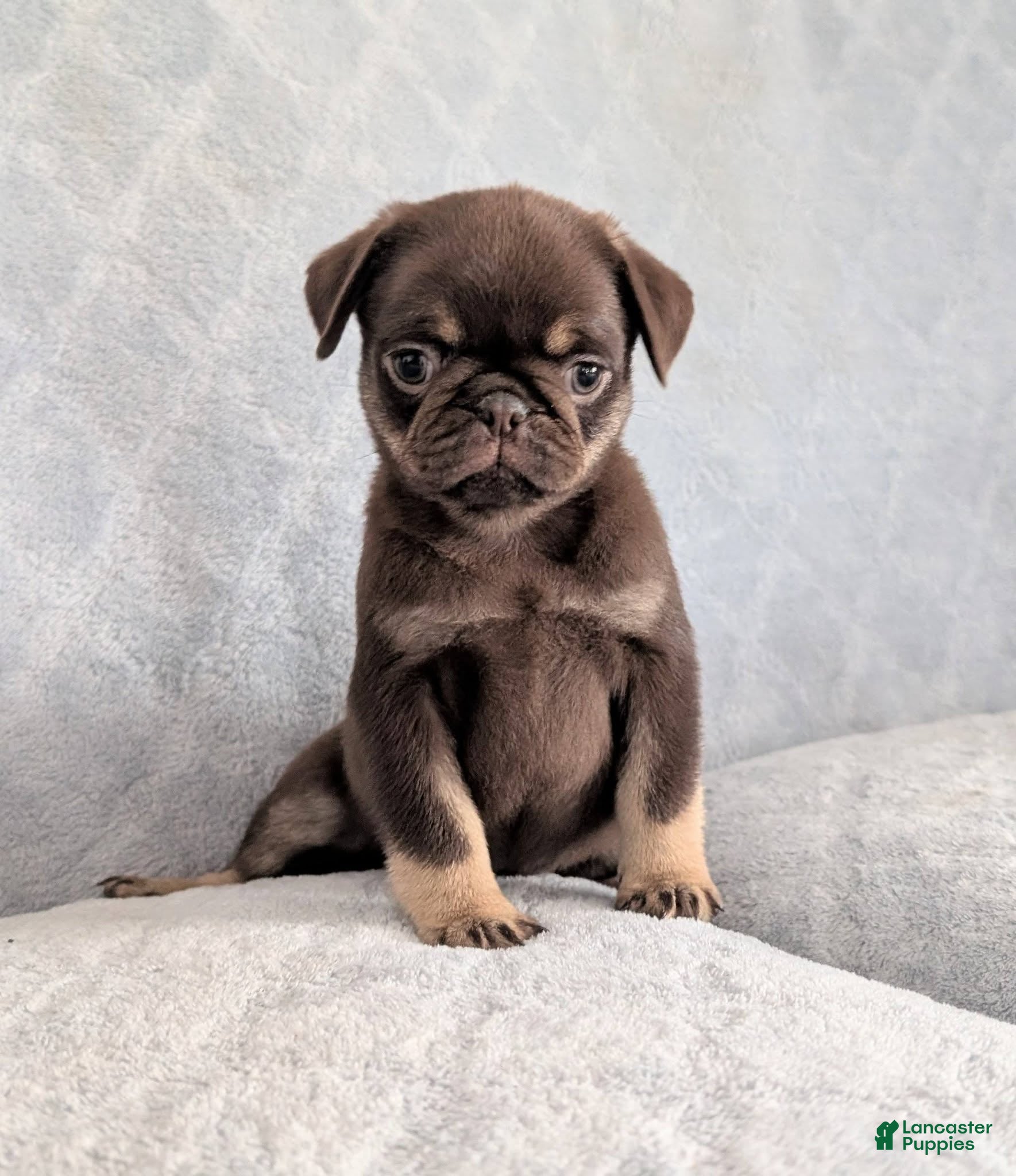 Pug dogs Chino - Ad 2
