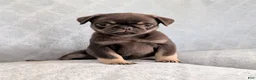 Pug dogs for sale: Chino - Ad 2