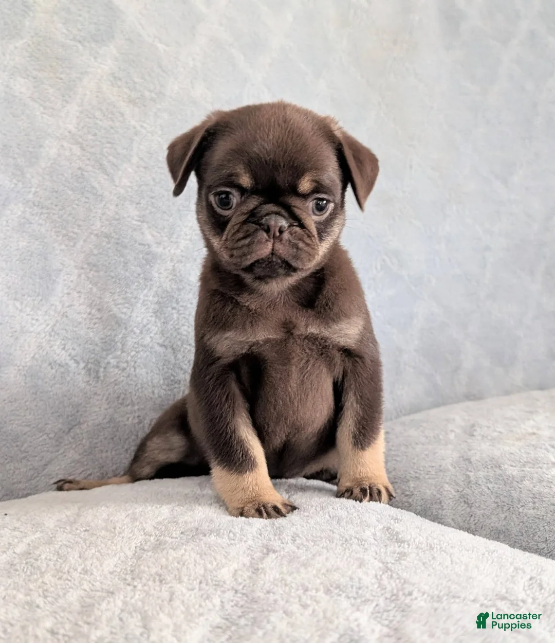 Pug dogs for sale: Chino - Ad 2