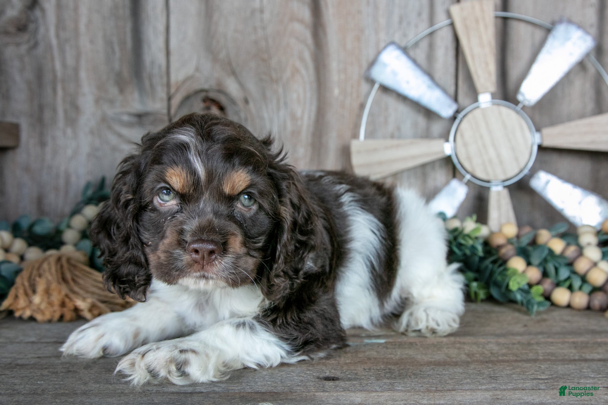 Cocker Spaniel dogs Peach - Ad 1