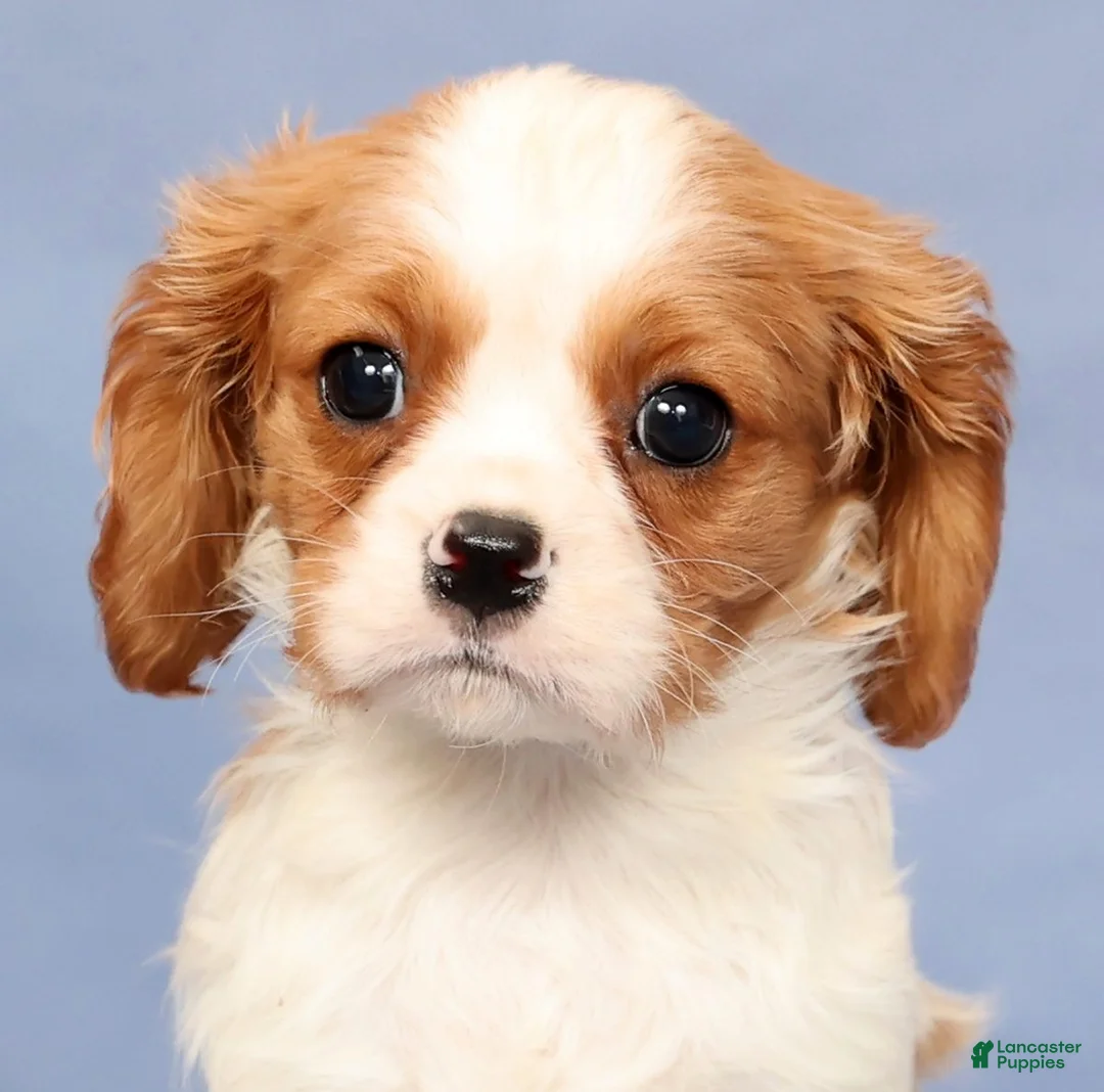 Cavalier King Charles Spaniel dogs for sale: Timmy - Ad 8