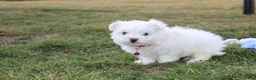 Maltese dogs for sale: Button  - Ad 5