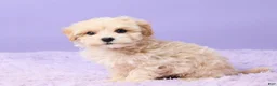 Maltipoo dogs for sale: Asher - Ad 2