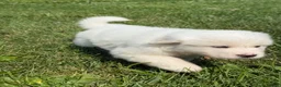 Great Pyrenees dogs for sale: Mrs Pink - Ad 8