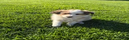 Shetland Sheepdog dogs for sale: Twist - Ad 2