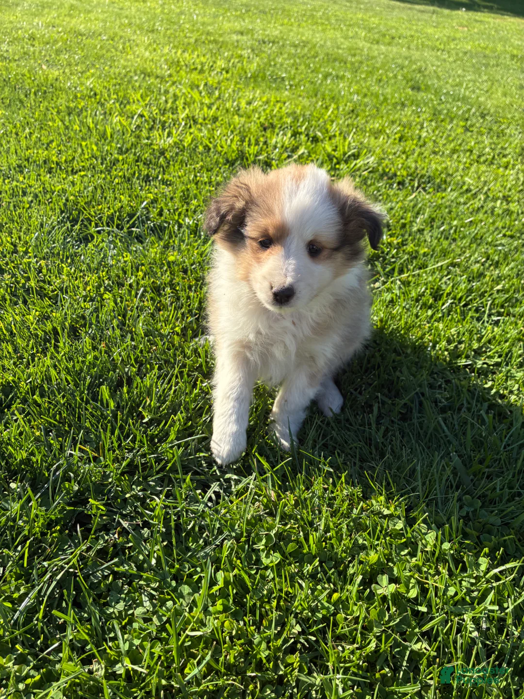 Shetland Sheepdog dogs for sale: Twist - Ad 2