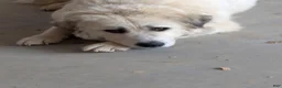 Great Pyrenees dogs for sale: Lily  - Ad 21