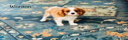 Cavalier King Charles Spaniel dogs for sale: Wonton - Ad 2