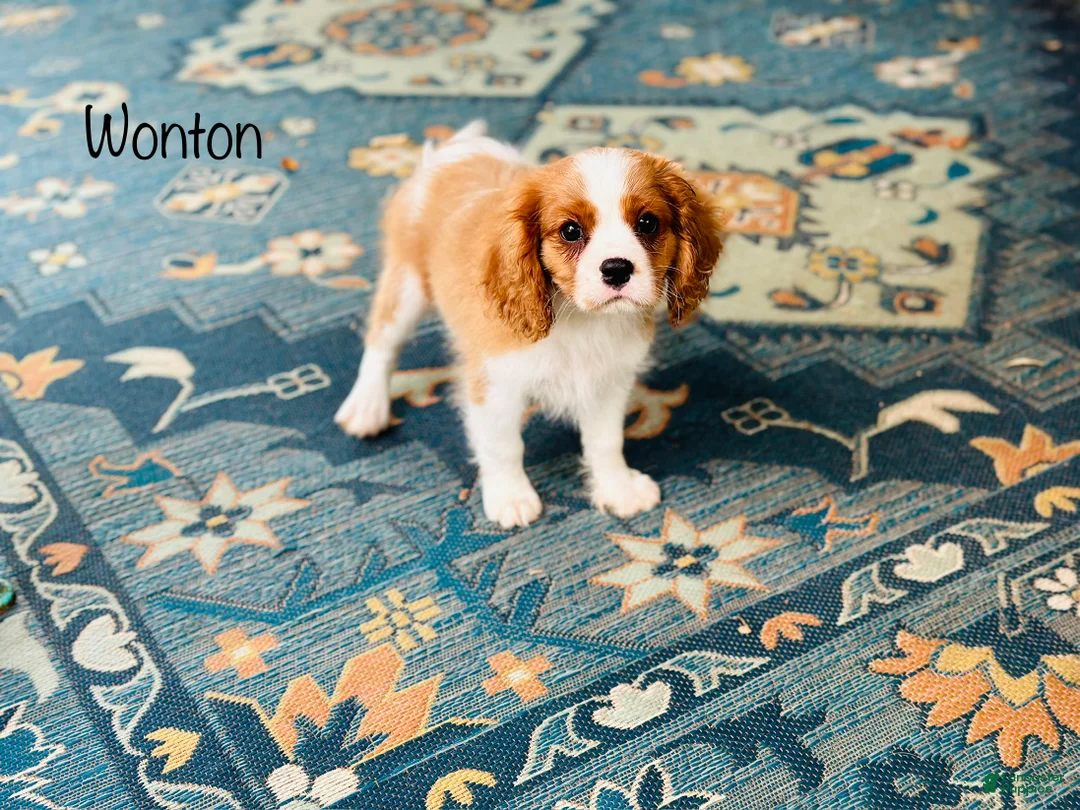 Cavalier King Charles Spaniel dogs for sale: Wonton - Ad 2