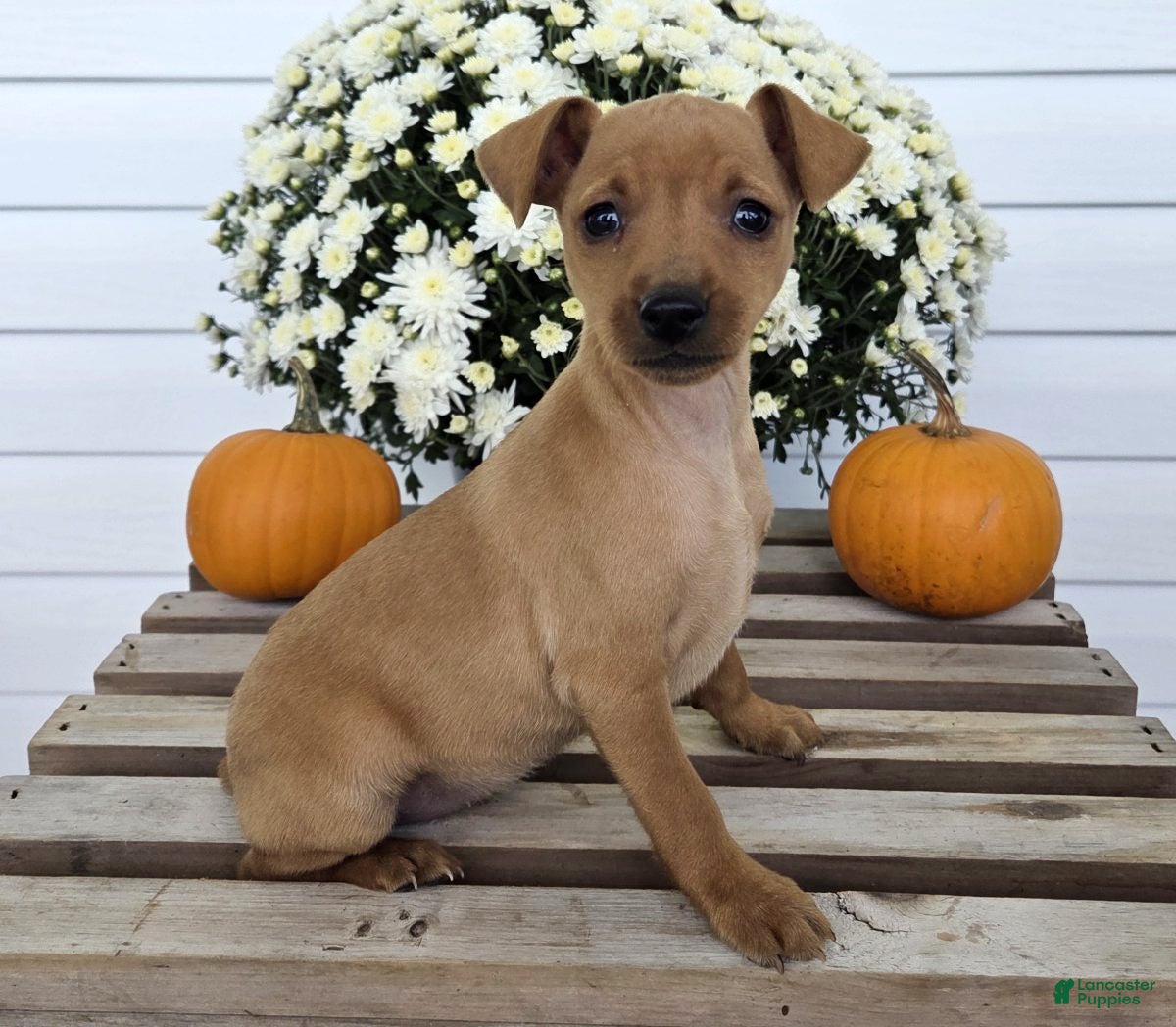 Miniature Pinscher dogs Lilly - Ad 1
