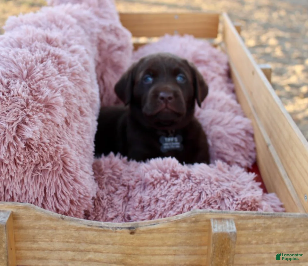 Labrador Retriever dogs for sale: Black Collar - Ad 9