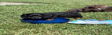 Miniature Dachshund 4