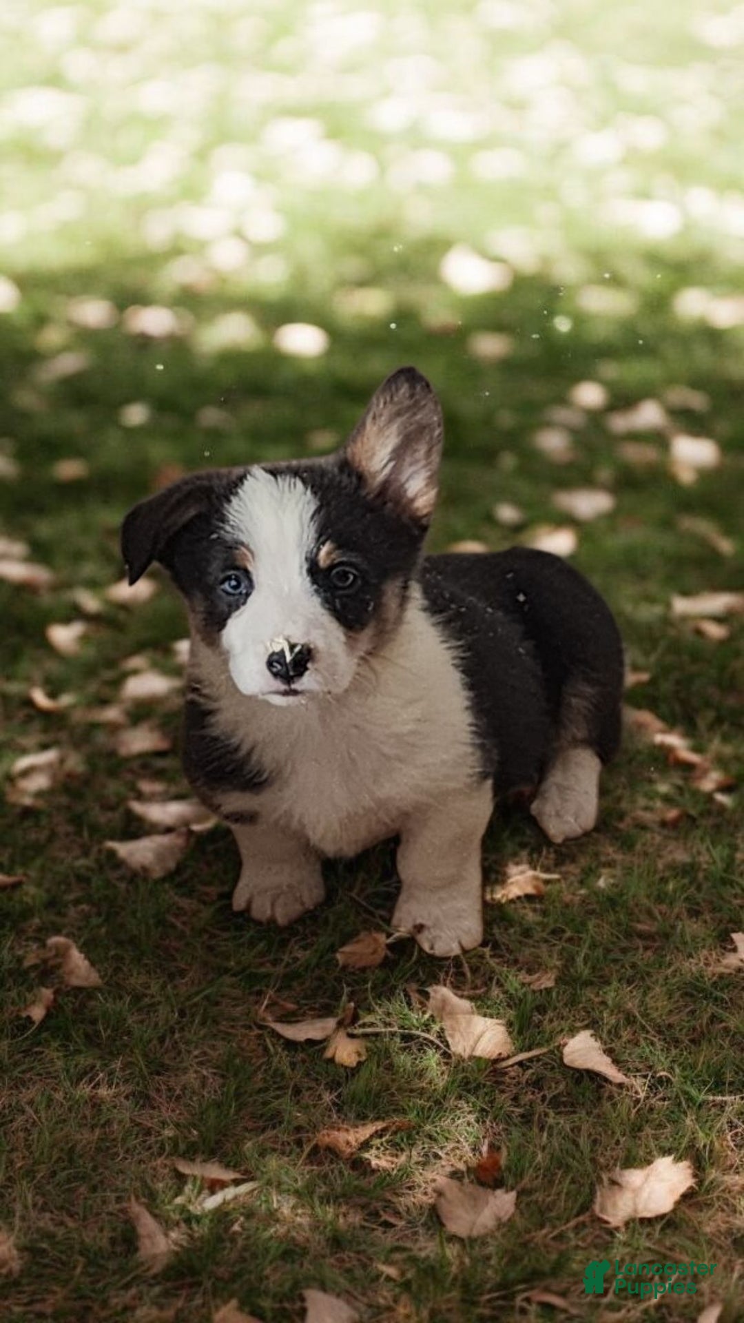 Welsh Corgi Pembroke dogs for sale: Arnie Bluie - Ad 26