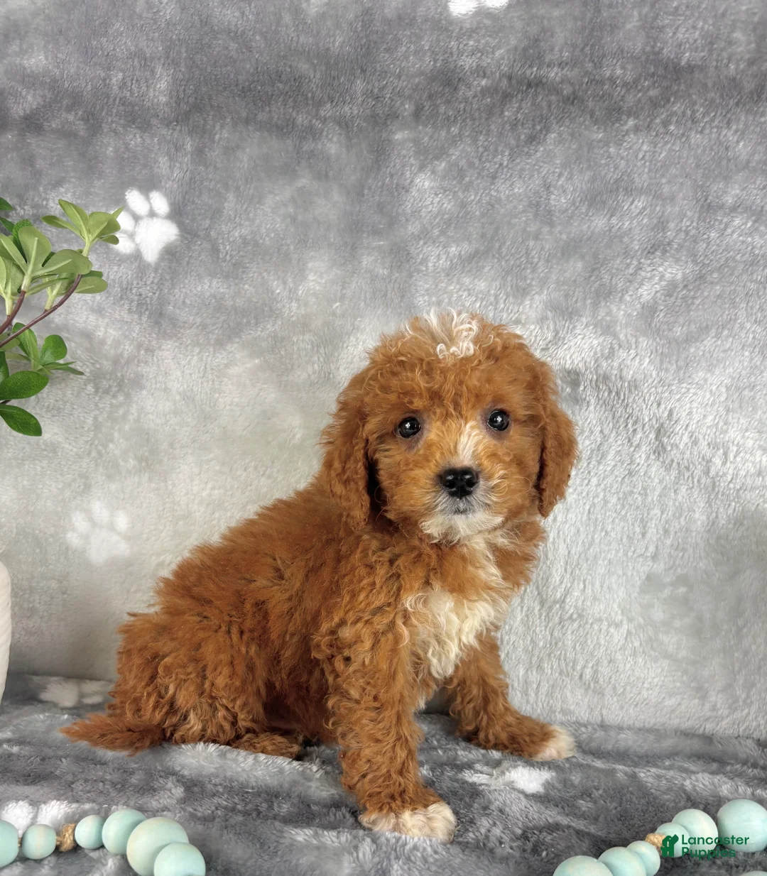 Mini Goldendoodle dogs for sale: Mini Goldendoodle Puppy 2 - Ad 6