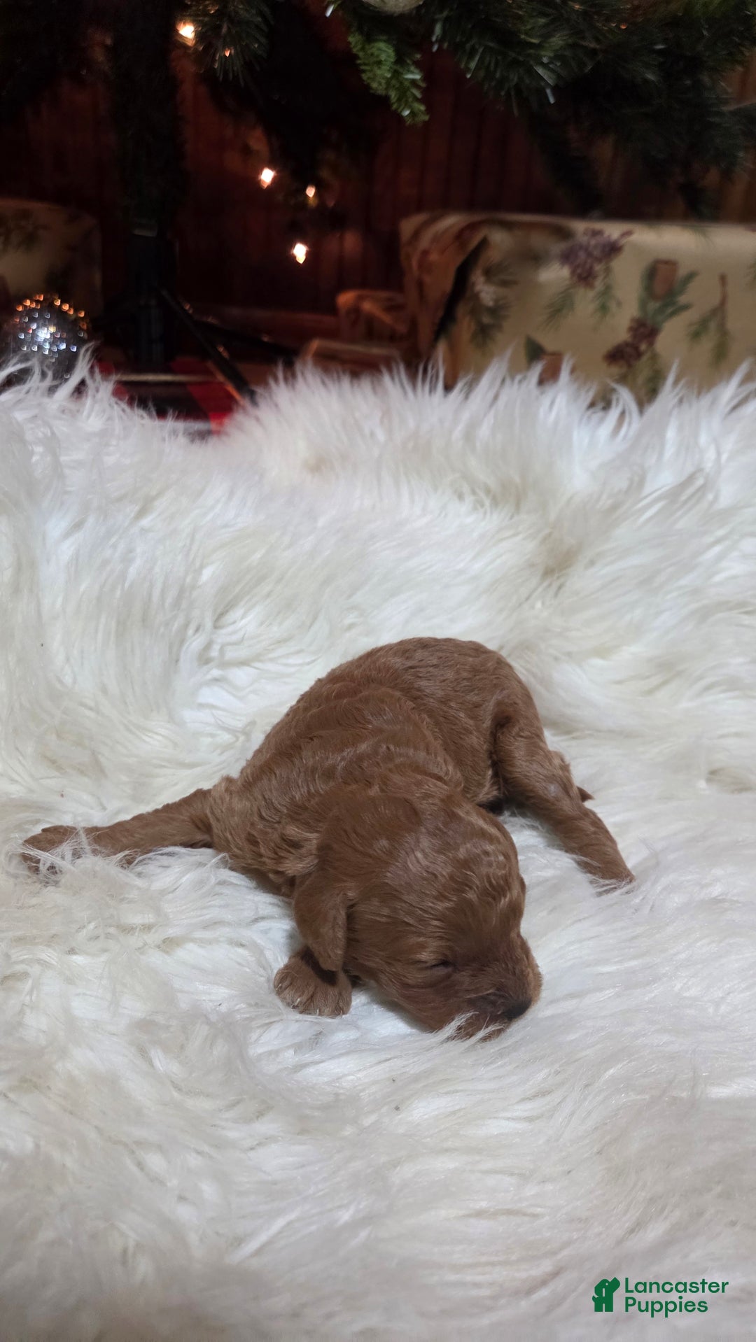 Cavapoo dogs for sale: Hadley  - Ad 4