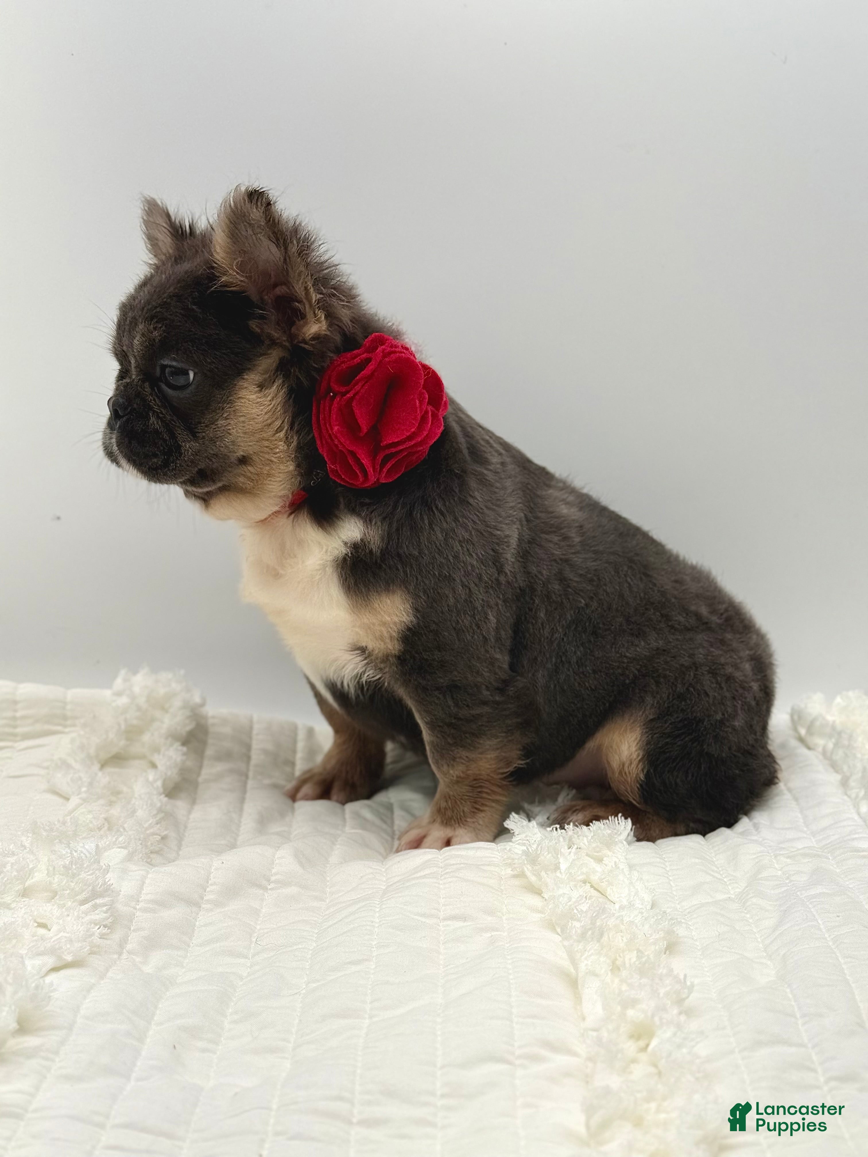 French Bulldog dogs French Bulldog Puppy 1 - Ad 1