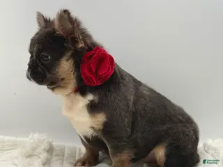 French Bulldog dogs for sale: French Bulldog Puppy 1 - Ad 4