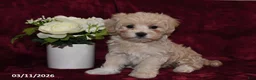 Maltipoo dogs for sale: Ellie - Ad 5