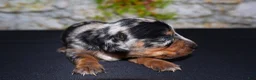 Miniature Dachshund dogs for sale: Miniature Dachshund Puppy 4 - Ad 8