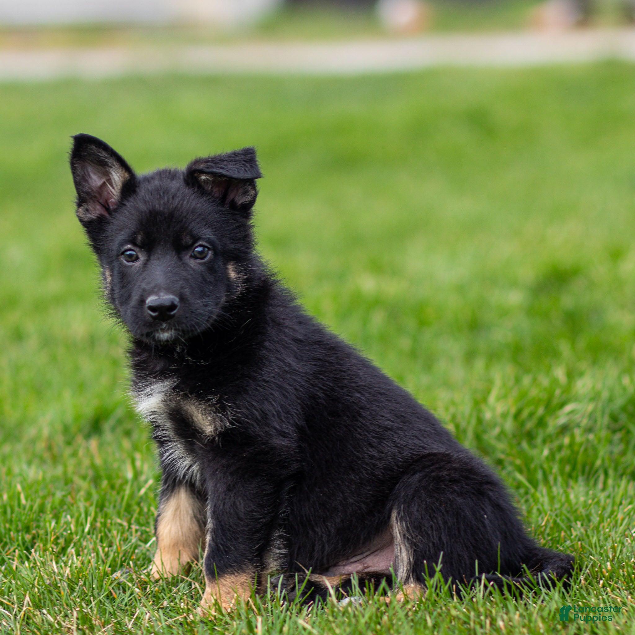 German Shepherd dogs Shane German Shepherd Puppy  - Ad 2