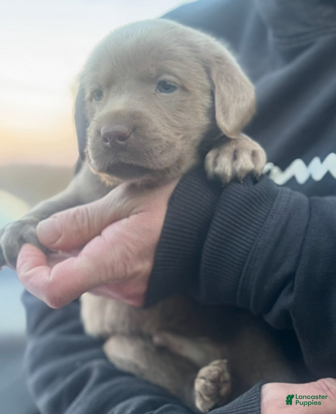 Labrador Retriever dogs for sale: Labrador Retriever Puppy 1 - Ad 6