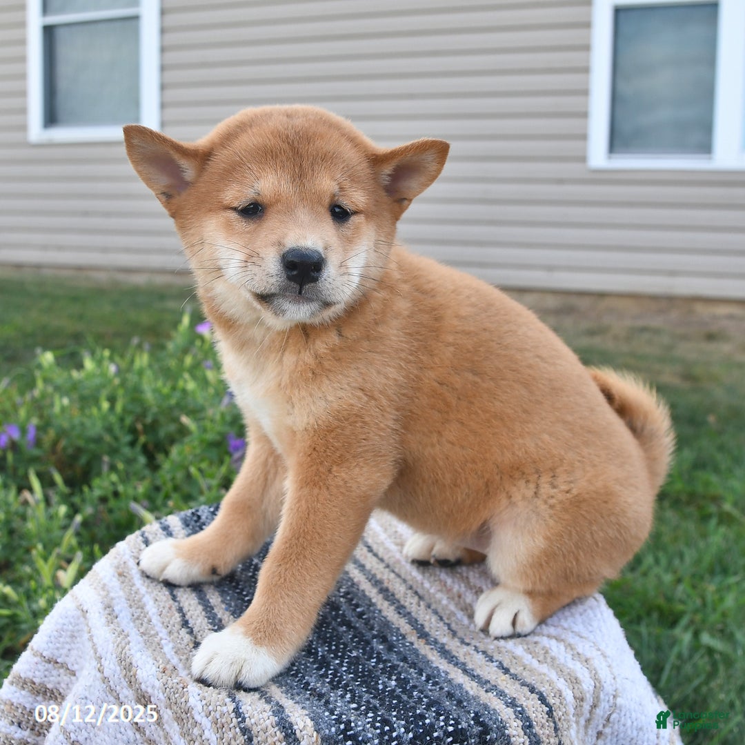 Shiba Inu dogs for sale: Shiba Inu 4 puppies - Ad 14