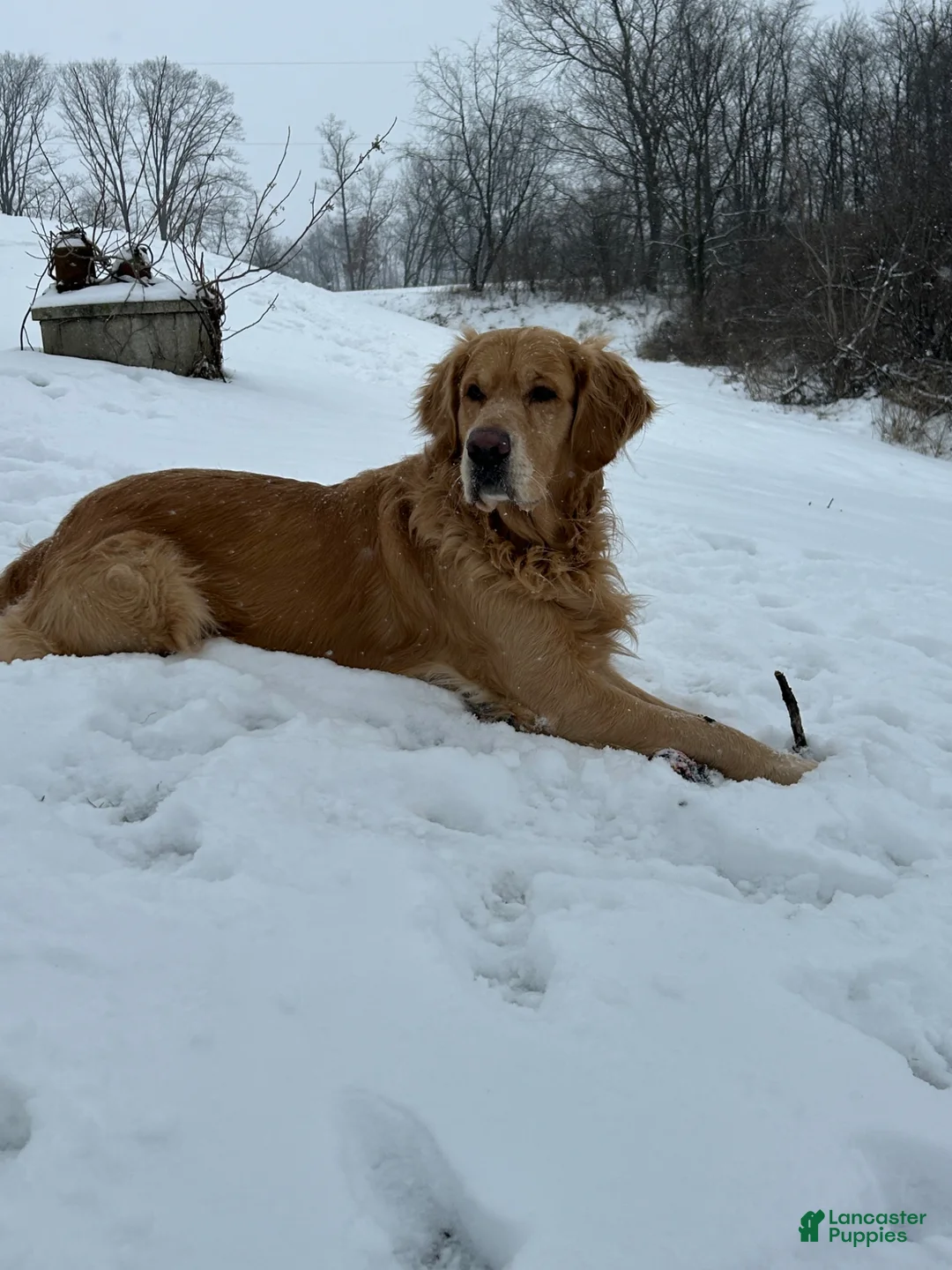 Golden Retriever dogs for stud: Ace stud dog  - Ad 2