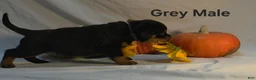 Rottweiler dogs for sale: Grey - Ad 15