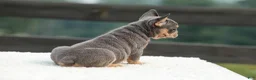 French Bulldog dogs for sale: Ivy - Ad 5