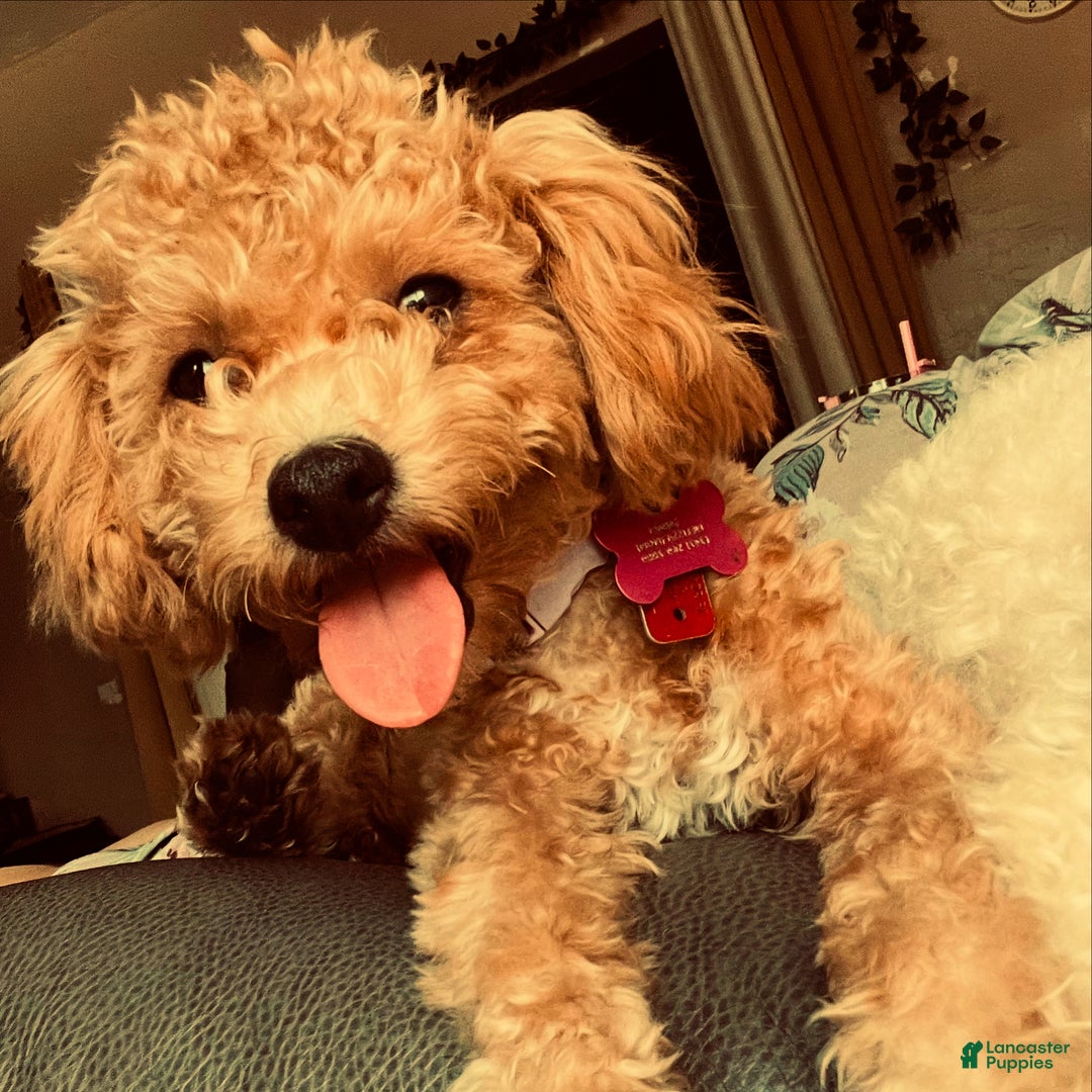 Bichpoo dogs for sale: Bichpoo Puppy 1 - Ad 1