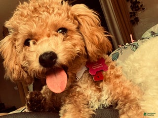 Bichpoo dogs Bichpoo Puppy 1 - Ad 31