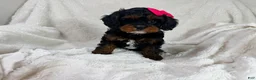 Cavapoo dogs for sale: Hershey 🎀🍫 - Ad 16