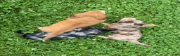 Miniature Dachshund dogs for sale: Simba - Ad 5