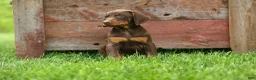 Doberman Pinscher dogs for sale:  Deacon (Red Rust) 🐶🖤🐾 - Ad 14
