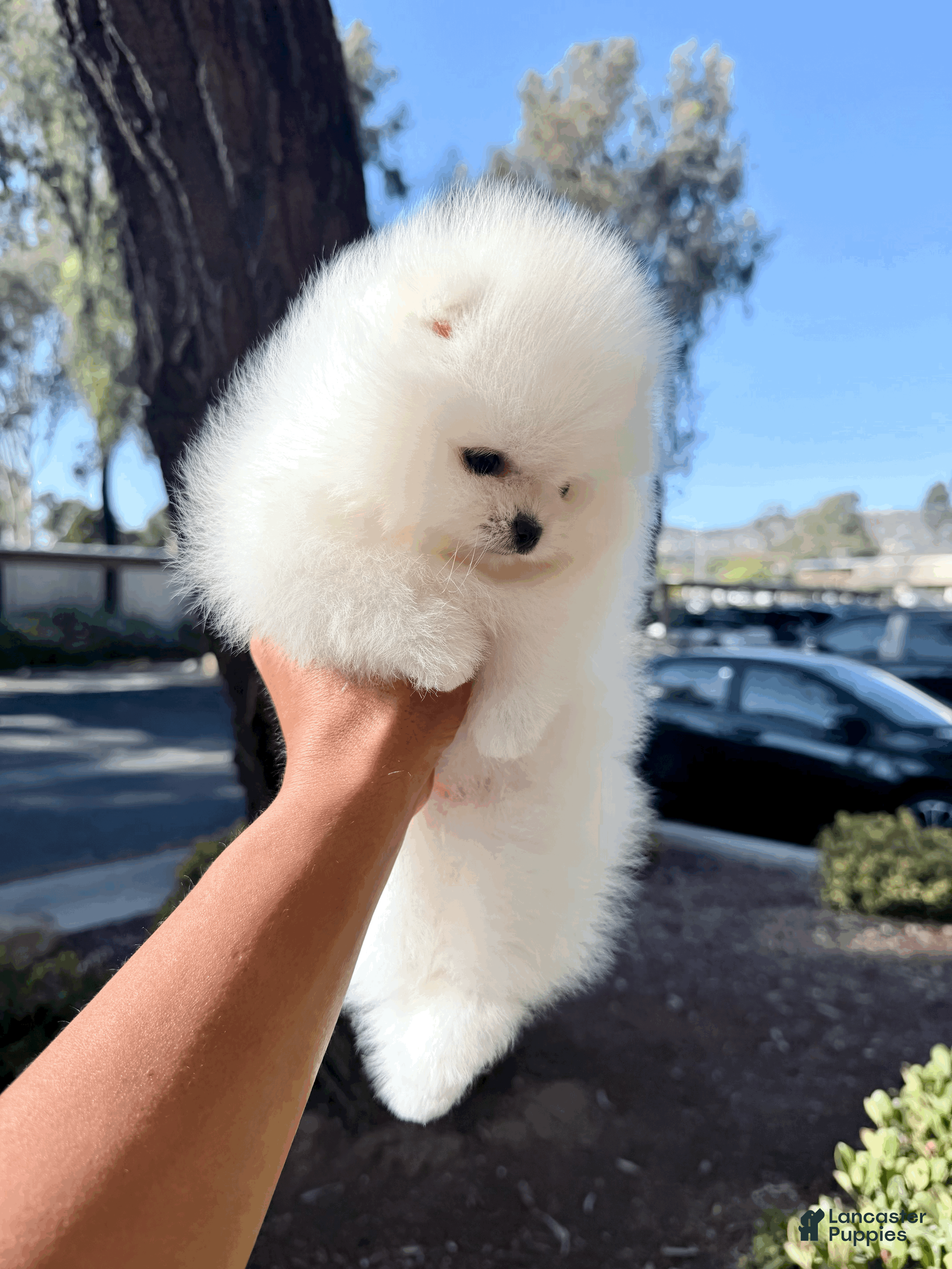 Pomeranian dogs Casper - Ad 14
