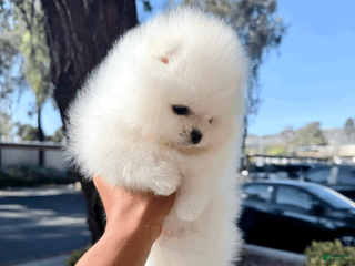 Pomeranian dogs Casper - Ad 14