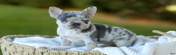 French Bulldog dogs for sale: Debbi - Blue Merle - Ad 4