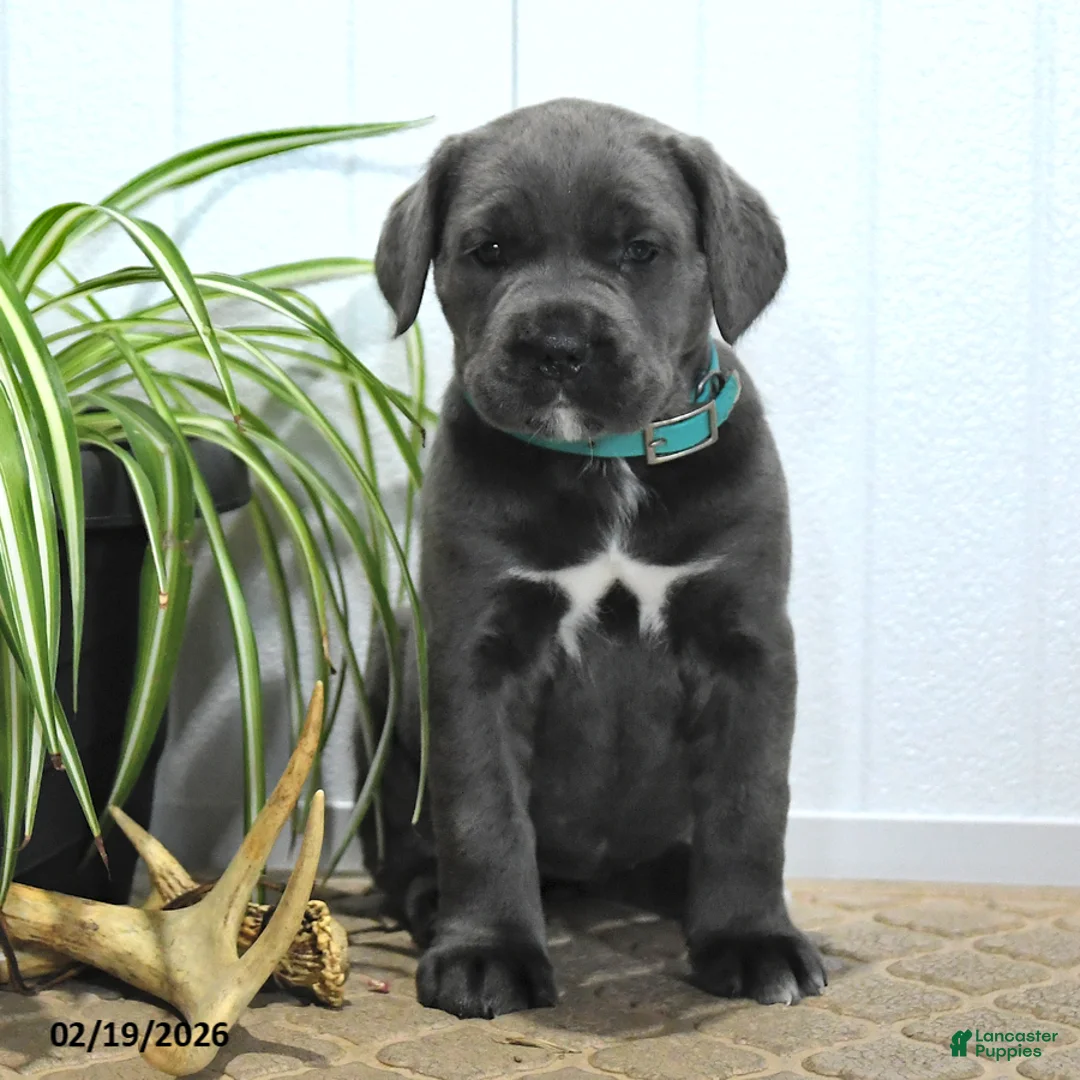 Cane Corso dogs for sale: Gem  - Ad 4