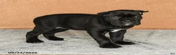 Cane Corso dogs for sale: Ramona - Ad 3