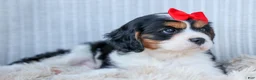 Cavalier King Charles Spaniel dogs for sale: Winston 🐶 - Ad 13
