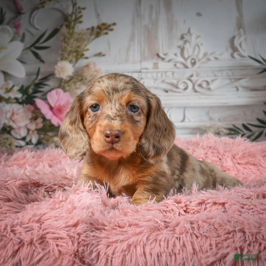 Miniature Dachshund dogs for sale: AKC-Ruger - Ad 3