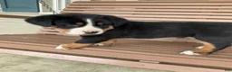 Greater Swiss Mountain Dog dogs for sale: Ben - Ad 15