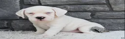 Beabull dogs for sale: Ava - Ad 4