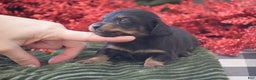 Miniature Dachshund dogs for sale: Abigail - Ad 1