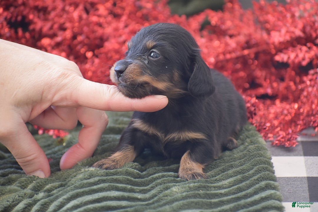 Miniature Dachshund dogs for sale: Abigail - Ad 1