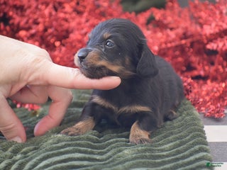 Miniature Dachshund dogs Abigail - Ad 5
