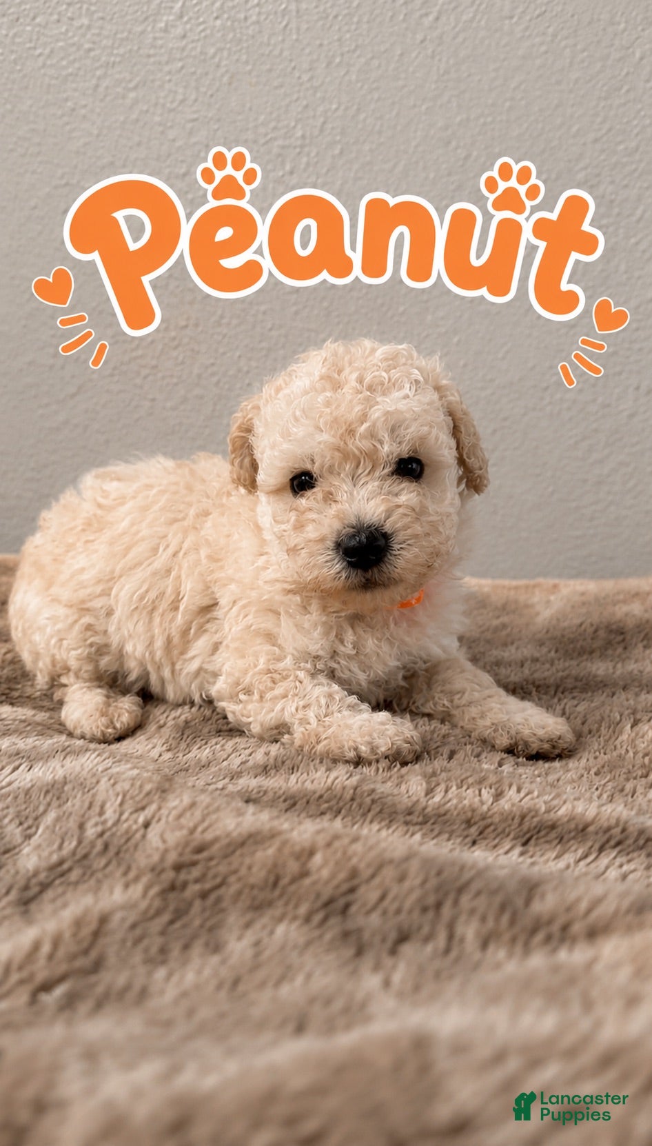 Miniature Poodle dogs Miniature Poodle 2 - Ad 1