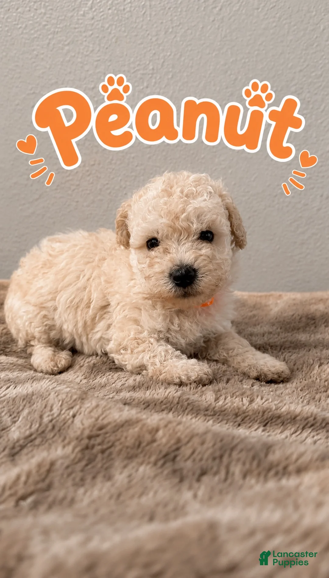 Miniature Poodle dogs for sale: Miniature Poodle 2 - Ad 1